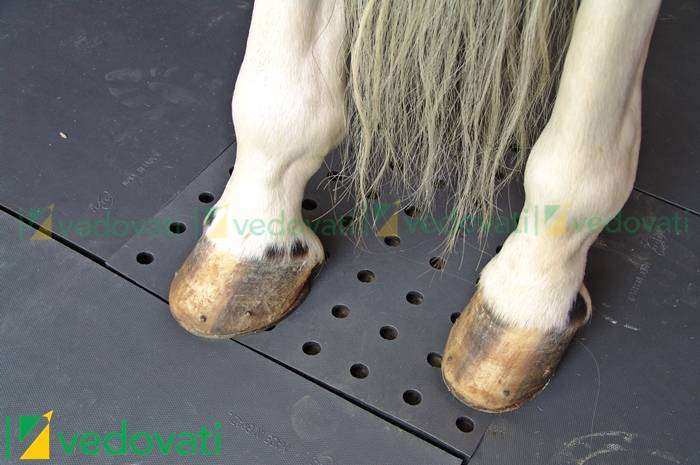 EBV-30 Estrado de Borracha Vedovati para baias de cavalos